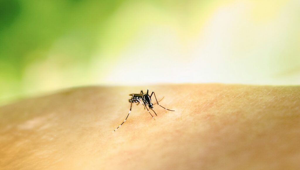 a mosquito crawling on the skin of someone's arm