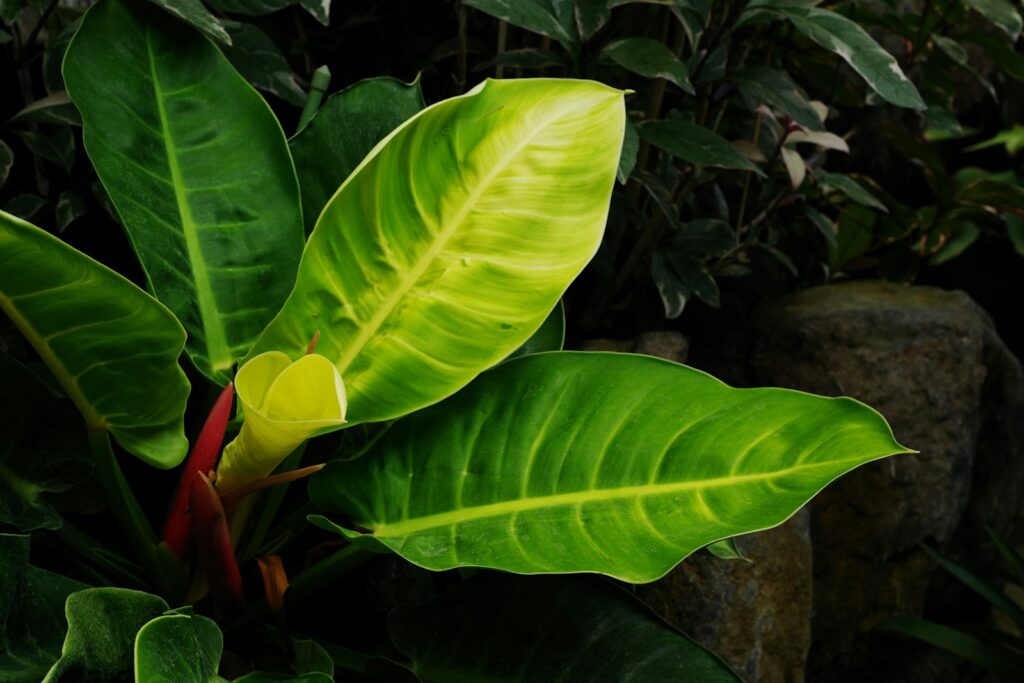 A large green leafy plant in a garden